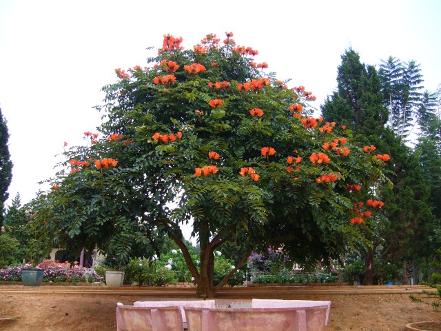 Cây sò đo cam