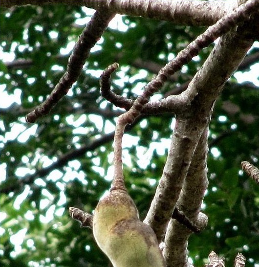 Bao báp,cây bao báp,họ gạo,boab,Bombacaceae,cây lớn nhất thế giới,bao báp châu Phi,Bao báp Madagasca,Bao báp Grandidier,Bao báp Perrier,Bao báp Suarez,Bao báp Za,Adansonia digitata,Adansonia grandidieri,Adansonia gregorii,Adansonia madagascariensis,Adansonia perrieri,Adansonia rubrostipa,Adansonia suarezensis,Adansonia za