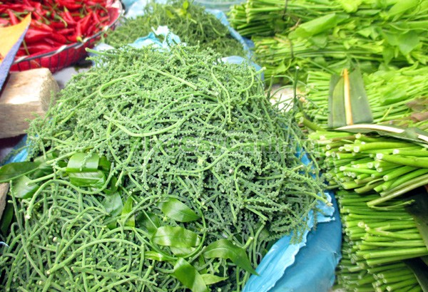 Cây Rau Sắng,cây rau sắng, cay rau sang, công dụng của cây rau sắng, cây mì chính, rau ngọt, cây rau ngót rừng, cây rau ngót quế, cây lai cam, cây tắc sắng, Melientha suavis,