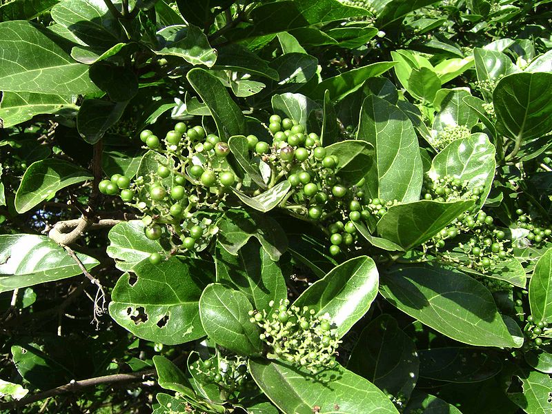 Vọng cách,cây cách,cây cách biển,Premna serratifolia