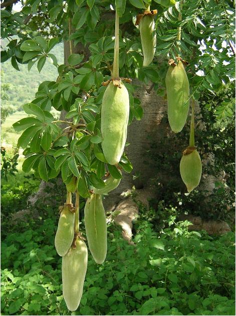 Bao báp,cây bao báp,họ gạo,boab,Bombacaceae,cây lớn nhất thế giới,bao báp châu Phi,Bao báp Madagasca,Bao báp Grandidier,Bao báp Perrier,Bao báp Suarez,Bao báp Za,Adansonia digitata,Adansonia grandidieri,Adansonia gregorii,Adansonia madagascariensis,Adansonia perrieri,Adansonia rubrostipa,Adansonia suarezensis,Adansonia za