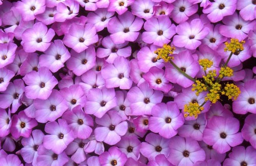 Hoa phlox,phlox,thiên lam tú cầu,phúc lộc khảo,móng rồng,phlox trơn,phlox leo,phlox cát,phlox rêu,phlox thảo nguyên,Phlox glaberrima,Phlox stolonifera
