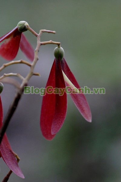 Cây Chò Đen,cây chò đen, Parashorea stellata Kurz., thuộc họ Dầu, họ Dipterocarpaceae, cây chò, chò đen, cay cho den,