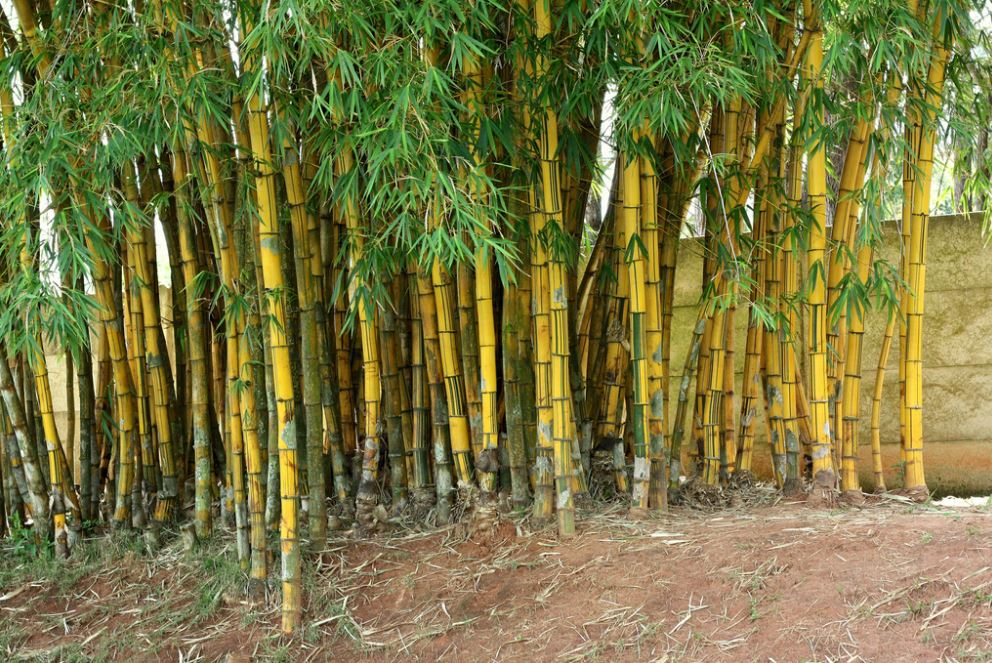 Một khóm tre ngà