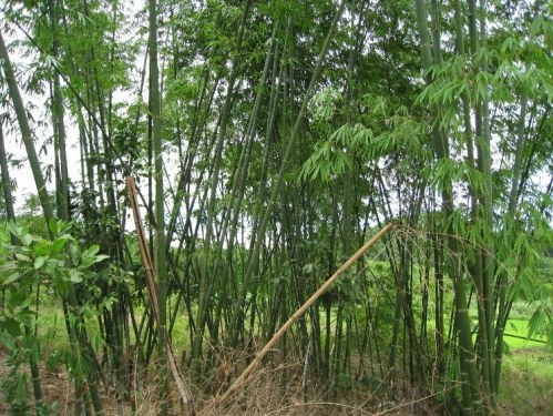 Cây tre,bộ Hòa thảo,phân họ Tre,tông Tre,Bambuseae,bamboo,cây phong thủy,cây ngoại thất,cây ngày Tết