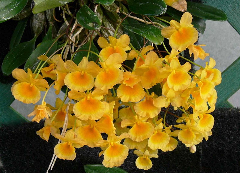 Lan vảy rồng,lan vảy rắn,lan vảy cá,tụ thạch hộc,Dendrobium lindleyi,Dendrobium aggregatum (nom. illeg.),lan hoàng thảo,hoa lan,phong lan