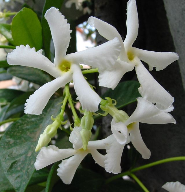 Cây mỏ sẻ,mỏ sẻ,hoa mỏ sẻ,cây hoa mỏ sẻ,lài sao,nhài sao,lạc thạch,trachelospermum jasminoides,họ la bố ma,họ dừa cạn,apocynaceae,cây leo