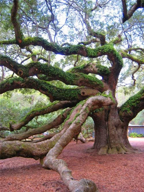 Cây sồi,cây sồi thần tiên,Quercus