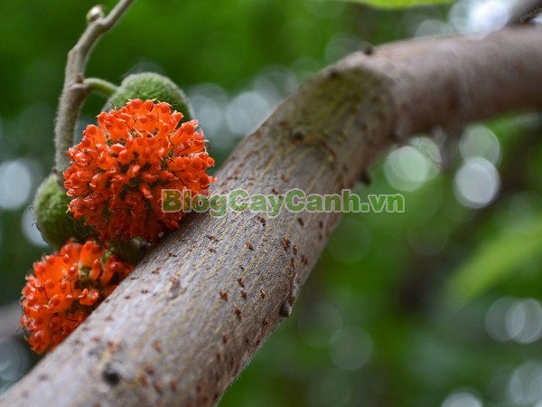Cây Dướng,cây dướng, cây ró, cây cốc, cây cấu, cây dâu giấy, họ dâu tằm, họ Moraceae, cây dó, tên khoa học Broussonedia Papyrifera (L) Vent.,hình ảnh cây dướng, cây dướng chữa bệnh, công dụng của cây dướng, tác dụng của cây dướng, cay duong,