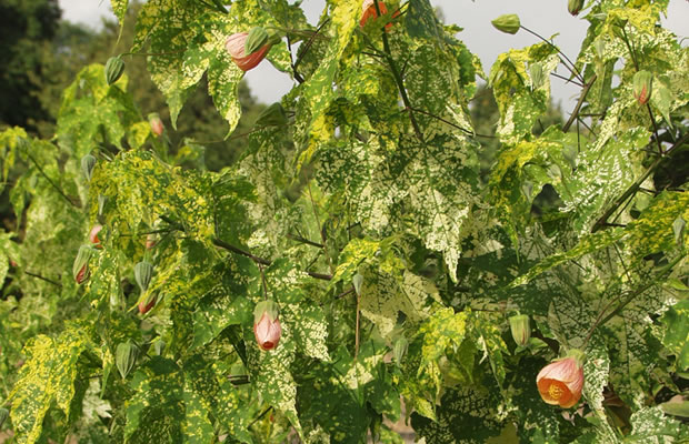 Hoa bụp lồng đèn,bụt lồng đèn,bụp lồng đèn,hoa dâm bụt,hoa râm bụt,bông bụt,bông bụp,Abutilon pictum,Flowering Maple,họ cẩm quỳ,Malvaceae