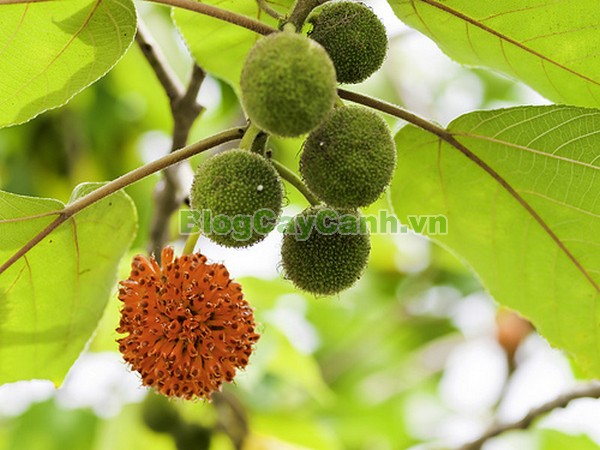Cây Dướng,cây dướng, cây ró, cây cốc, cây cấu, cây dâu giấy, họ dâu tằm, họ Moraceae, cây dó, tên khoa học Broussonedia Papyrifera (L) Vent.,hình ảnh cây dướng, cây dướng chữa bệnh, công dụng của cây dướng, tác dụng của cây dướng, cay duong,