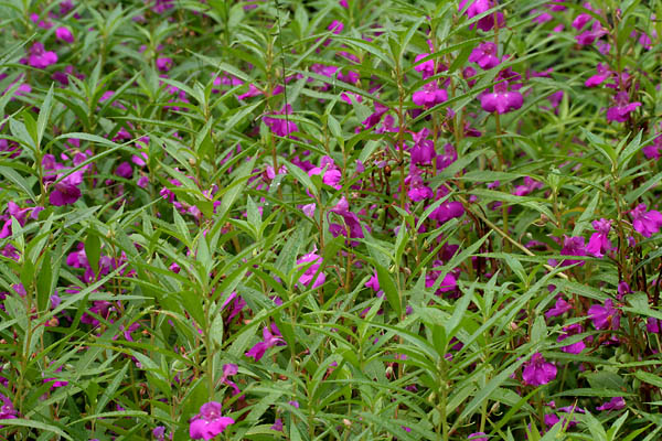 Cây bóng nước,bóng nước,cây móng tay,phượng tiên hoa,Impatiens balsamina,Balsaminaceae,cây thuốc,tác dụng của cây bóng nước,bài thuốc từ cây bóng nước,cây bóng nước làm thuốc