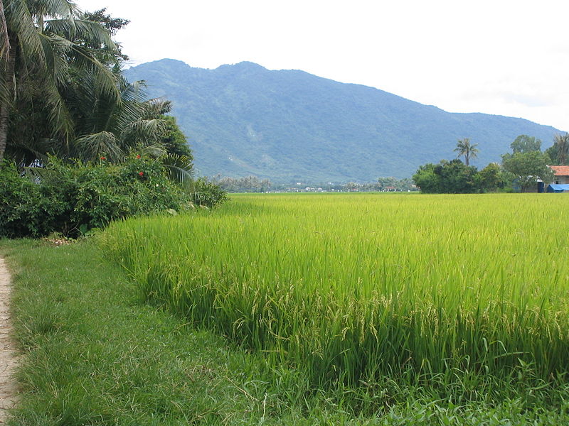Cây lúa,lúa,Oryza sativa,Oryza glaberrima,họ hòa thảo,họ lúa,họ cỏ,Poaceae,cây lương thực,cây ngũ cốc,ngũ cốc,lục cốc,ruộng bậc thang,ruộng bậc thang Hoàng Su Phì