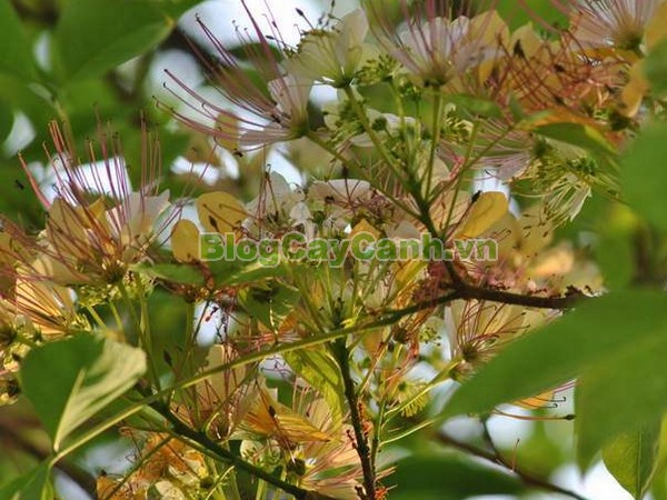 Cây Bún,cây bún, chi Crateva, họ Bạch hoa, Màn Màn,capparaceae,họ Cáp, hình ảnh cây bún, cách chăm sóc cây bún,đặc điểm cây bún, cây bún hà nội, bún nước, cay bun,