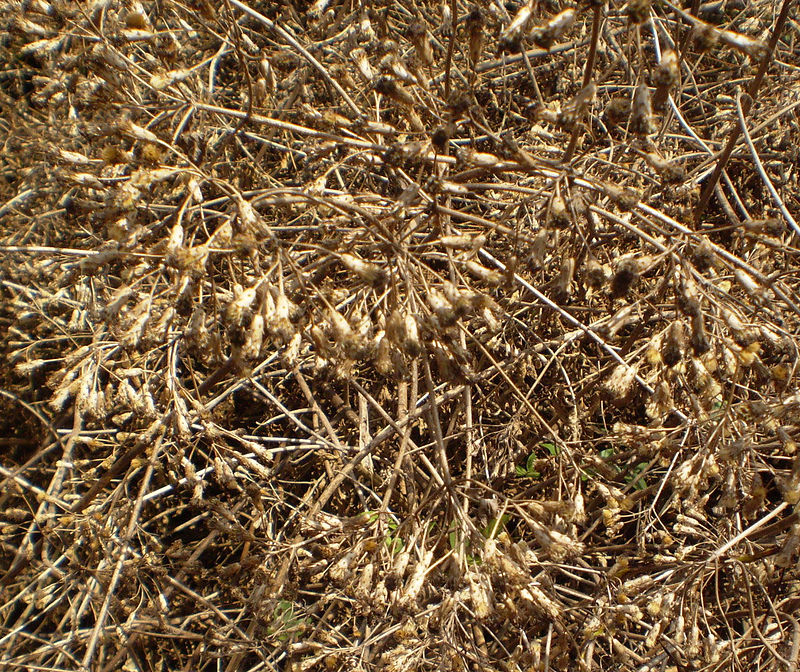 Bớp bớp,ba bớp,lốp bốp,cỏ Lào,yến bạch,cỏ hôi,cỏ Việt Minh,cỏ Nhật,cây cộng sản,cây phân xanh,Chromolaena odorata,họ Cúc,Asteraceae