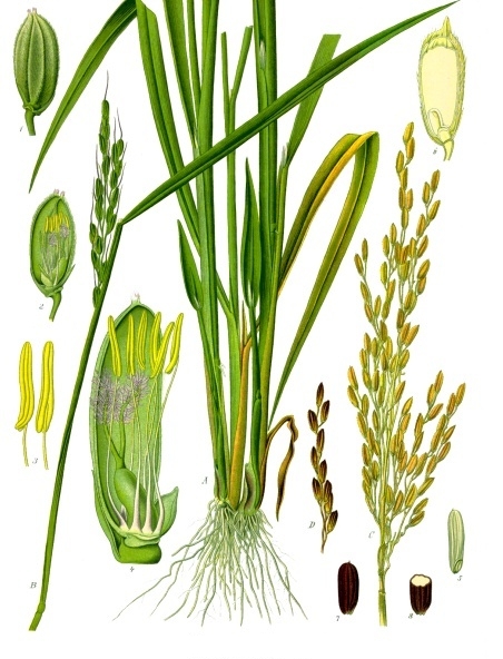 Cây lúa,lúa,Oryza sativa,Oryza glaberrima,họ hòa thảo,họ lúa,họ cỏ,Poaceae,cây lương thực,cây ngũ cốc,ngũ cốc,lục cốc,ruộng bậc thang,ruộng bậc thang Hoàng Su Phì