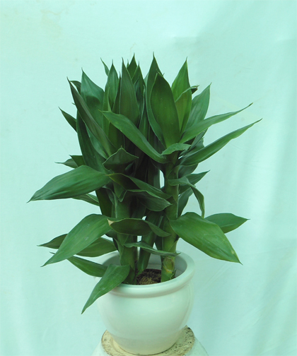 Cây phát tài búp sen