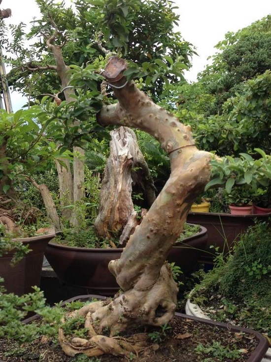 Cây ổi làm cảnh bonsai đẹp