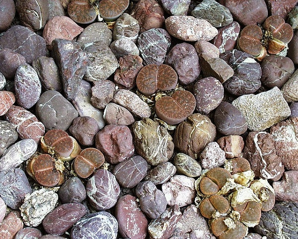 Hoa sỏi,cây hoa sỏi,Lithopturbuniformis,họ phiên hạnh,Aizoaceae,Ficoidaceae