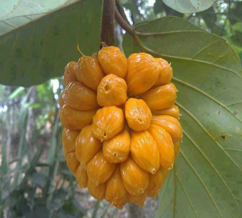 Mít tố nữ