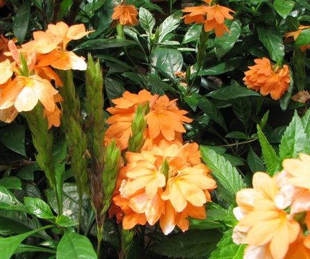 cây kim đồng cam