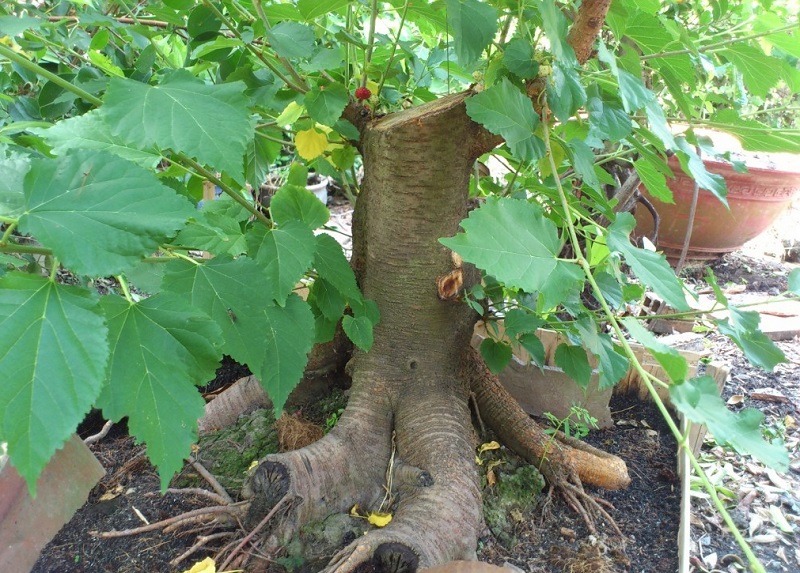Cây dâu tằm bonsai