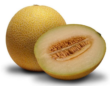 Dưa gang,dưa hoàng kim,cây ăn quả,cucumis sativus var. conomon,dưa chuột,dưa leo,họ bầu bí,cucurbitaceae
