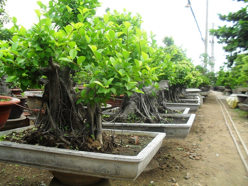 Cây Si trồng làm cây cảnh bonsai
