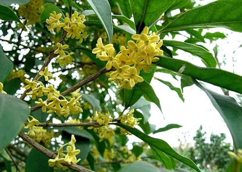 Cây hoa Mộc
