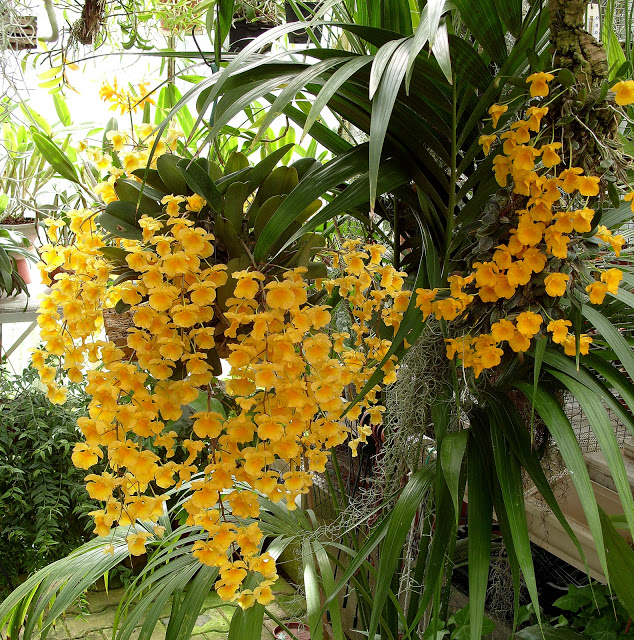 Lan vảy rồng,lan vảy rắn,lan vảy cá,tụ thạch hộc,Dendrobium lindleyi,Dendrobium aggregatum (nom. illeg.),lan hoàng thảo,hoa lan,phong lan