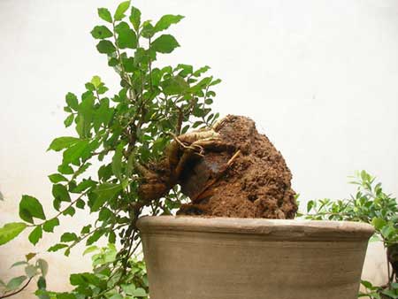 Kỹ thuật sang chậu cho cây cảnh