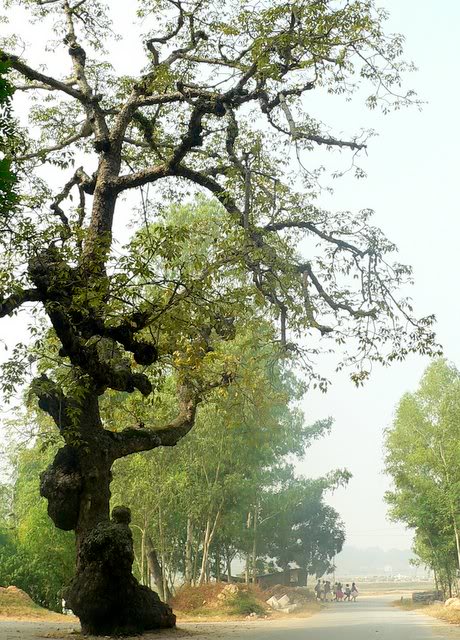 Cây gạo