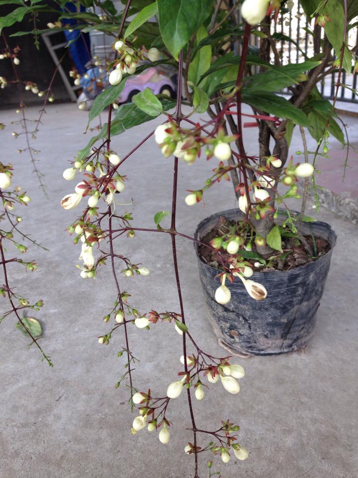 Cây ngọc minh châu,ngọc minh châu,cây ngày Tết,cây phong thủy