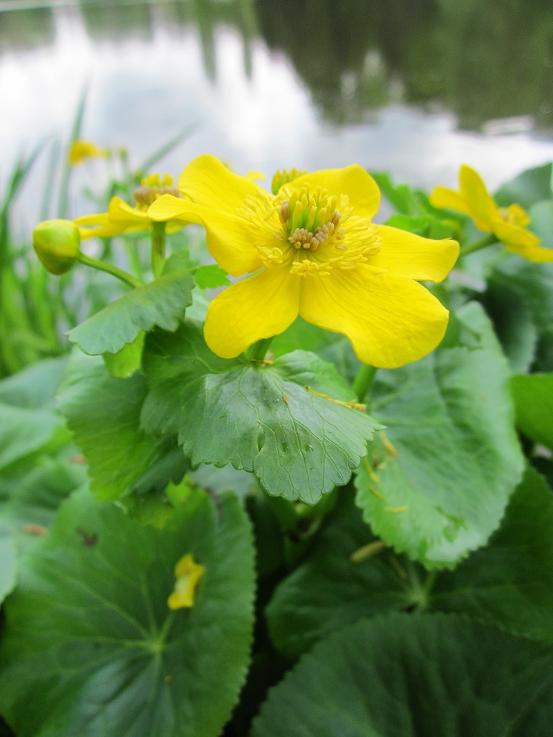 Vị kim đất ẩm,Caltha palustris,họ mao lương,họ hoàng liên,Ranunculaceae