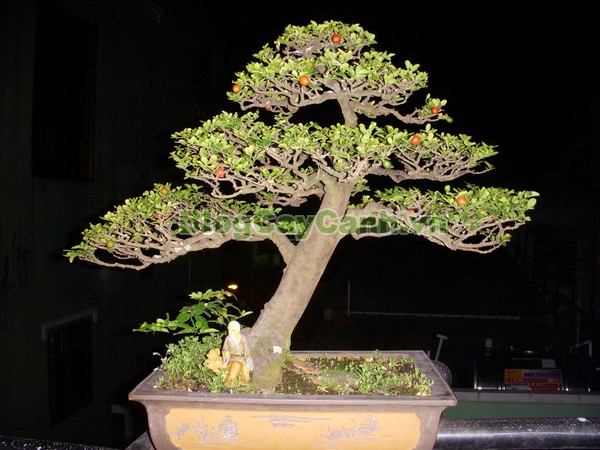 Cây Kim Quýt,Triphasia trifolata, cây kim quýt, hình ảnh cây kim quýt, cây kim quýt bonsai, cây bonsai, cay kim quyt bonsai, cây kim quýt đẹp, ý nghĩa cây kim quýt, cay kim quyt,
