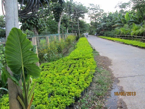 Cây xanh Đà Nẵng