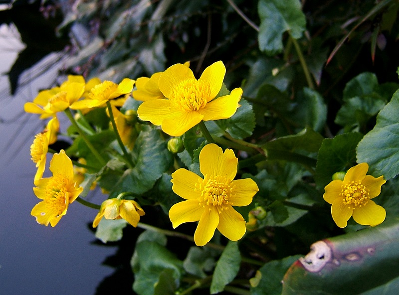 Vị kim đất ẩm,Caltha palustris,họ mao lương,họ hoàng liên,Ranunculaceae