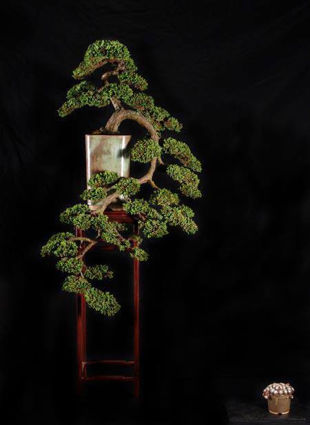 Cây cảnh bonsai đẹp