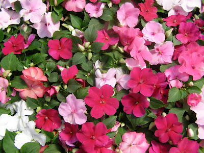 Mai địa thảo,mai dạ thảo,mai dia thao,hoa mai,Impatiens walleriana,bóng nước,Balsaminaceae,hoa ngày Tết