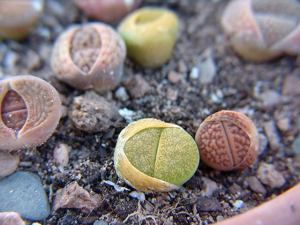 Hoa sỏi,cây hoa sỏi,Lithopturbuniformis,họ phiên hạnh,Aizoaceae,Ficoidaceae