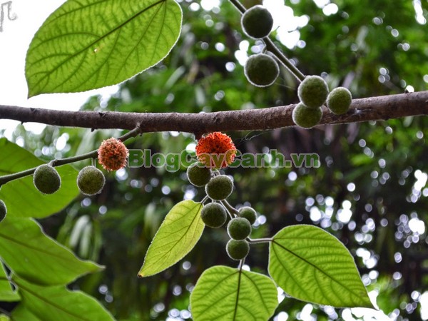 Cây Dướng,cây dướng, cây ró, cây cốc, cây cấu, cây dâu giấy, họ dâu tằm, họ Moraceae, cây dó, tên khoa học Broussonedia Papyrifera (L) Vent.,hình ảnh cây dướng, cây dướng chữa bệnh, công dụng của cây dướng, tác dụng của cây dướng, cay duong,