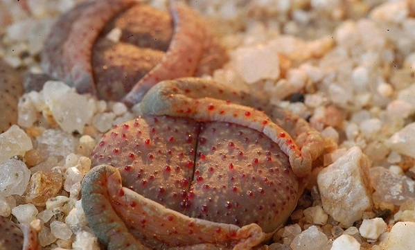 Hoa sỏi,cây hoa sỏi,Lithopturbuniformis,họ phiên hạnh,Aizoaceae,Ficoidaceae