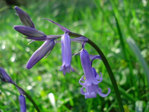 Hoa chuông xanh,hoa chuông,Bluebells,Hyacinthoides