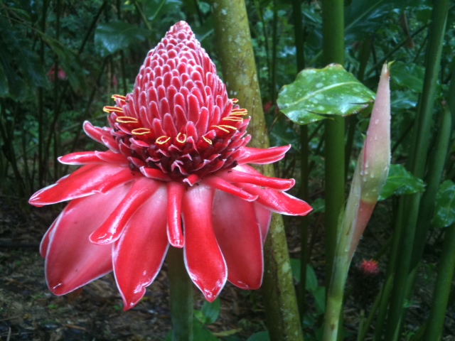 Đa lộc,hoa đa lộc,hoa sen đất,gừng tàu,hoa vạn phúc,Etlingera elatior,họ gừng,Zingiberaceae,đậu khấu