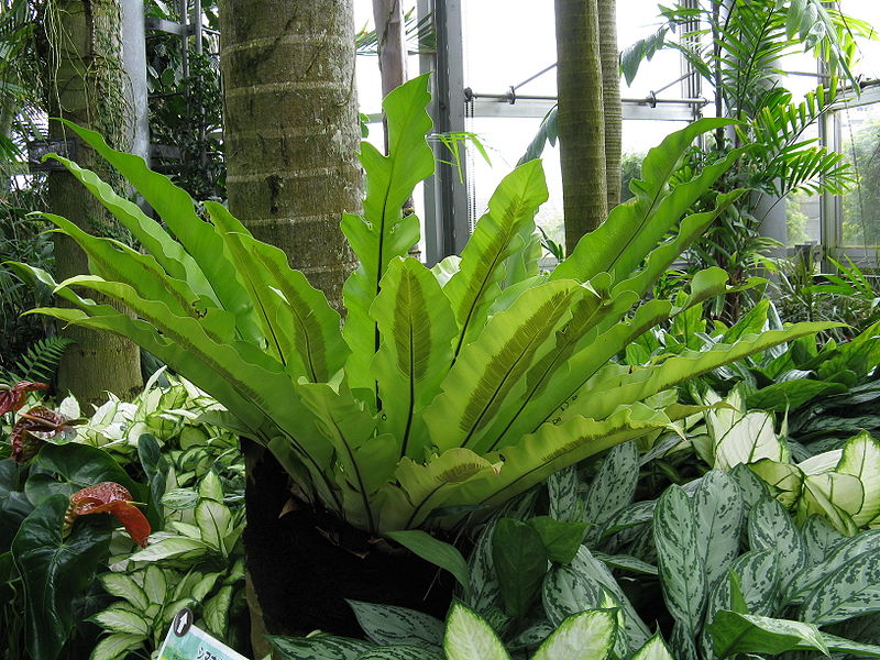 cây tổ chim,cay to chim,tổ chim,cây tổ điểu,ráng ổ phụng,ráng tổ quạ,Asplenium nidus,dương xỉ,Pteridophyta