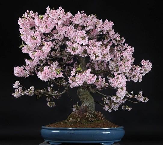 Cây cảnh bonsai đẹp