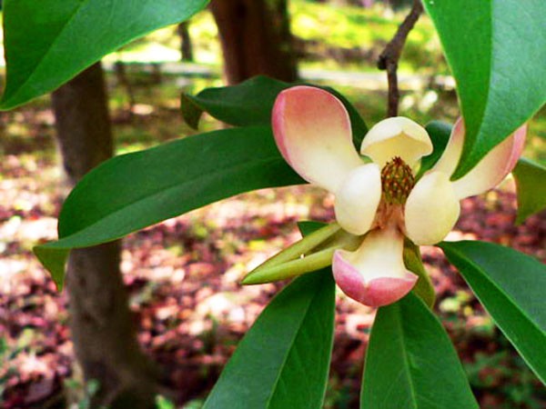 Vàng tâm,cây vàng tâm,Magnolia fordiana,Manglietia fordiana,họ mộc lan,mộc lan,Magnoliaceae,cây công trình,cây ven đường