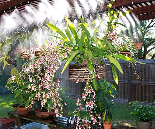 Lan Vũ Nữ hoa đỏ