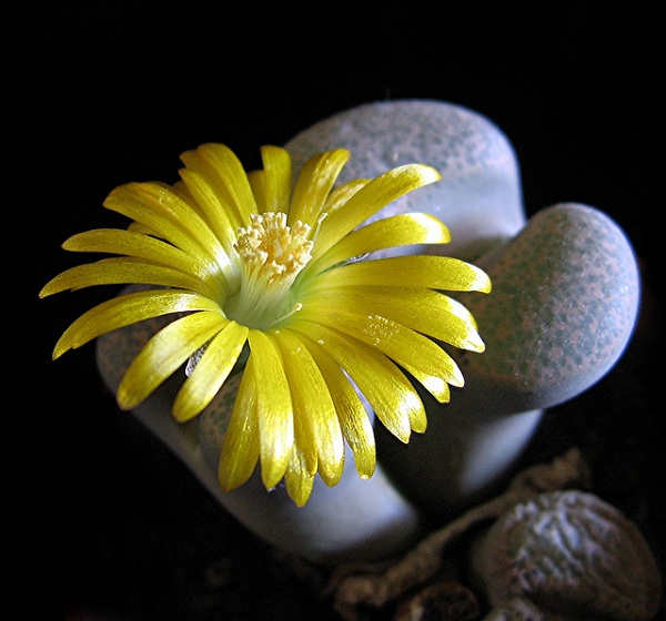 Hoa sỏi,cây hoa sỏi,Lithopturbuniformis,họ phiên hạnh,Aizoaceae,Ficoidaceae