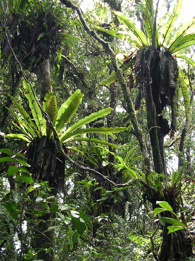 cây tổ chim,cay to chim,tổ chim,cây tổ điểu,ráng ổ phụng,ráng tổ quạ,Asplenium nidus,dương xỉ,Pteridophyta